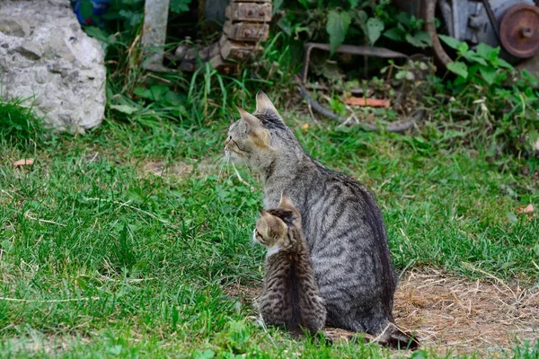 Kedi ile a yavru kedi çimenlerin üzerinde — Stok fotoğraf