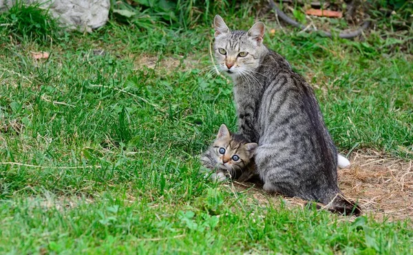 Gato com um gatinho na grama — Fotografia de Stock