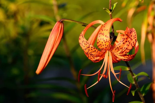 Flores de lírio laranja bonito — Fotografia de Stock