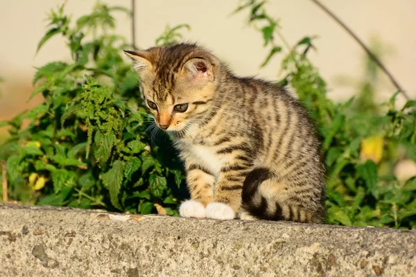 Gatinho está na caça — Fotografia de Stock