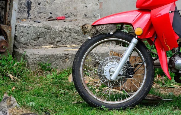 Кошка на колесе мотоцикла — стоковое фото