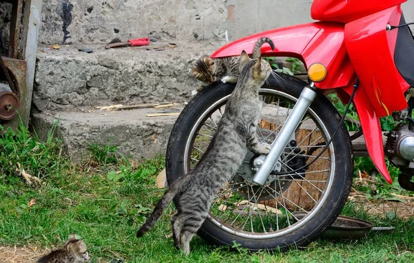 Kedi üstünde motosiklet tekerlek — Stok fotoğraf