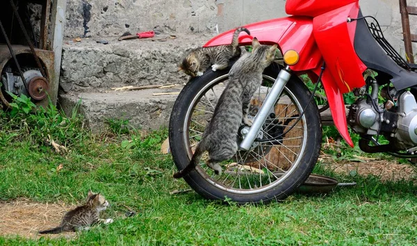 Cat on motorcycle wheel — Stock Photo, Image