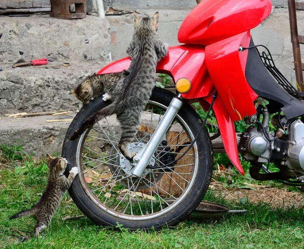 Cat on motorcycle wheel — Stock Photo, Image