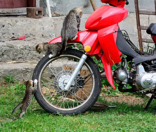 Chat sur roue de moto — Photo