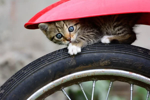 Gato na roda da motocicleta — Fotografia de Stock