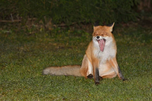 野生的美丽狡猾的狐狸 — 图库照片