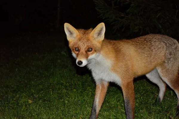 Sauvage beau renard rusé — Photo