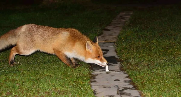 Sauvage beau renard rusé — Photo