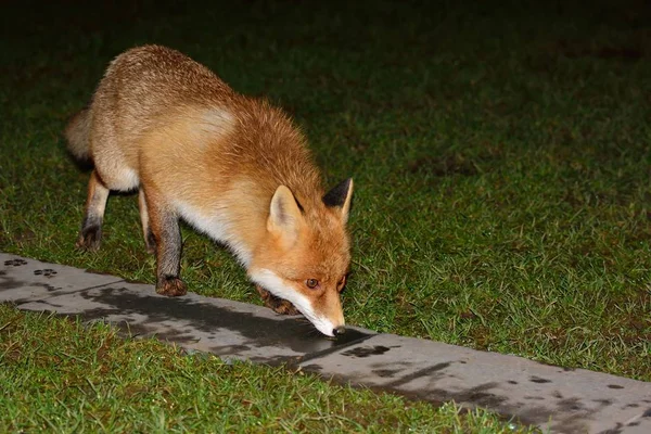 Selvagem bela raposa astuto — Fotografia de Stock