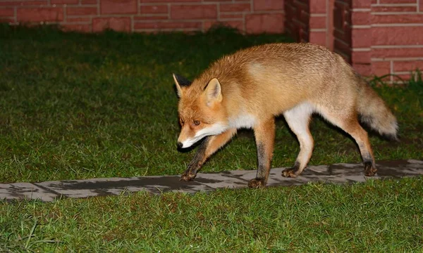 Sauvage beau renard rusé — Photo