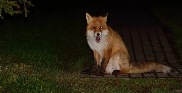 Wild beautiful sly fox — Stock Photo, Image