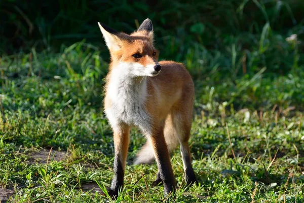 Άγρια όμορφη πονηρή αλεπού — Φωτογραφία Αρχείου