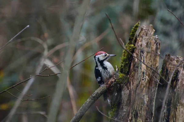 Pica-paus na floresta — Fotografia de Stock