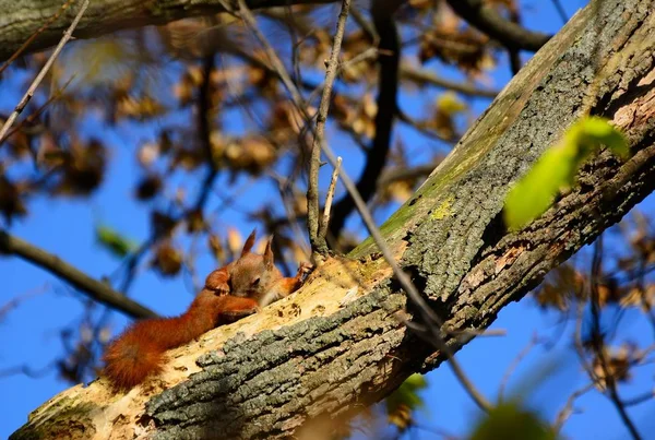 Écureuil sur une branche en été — Photo