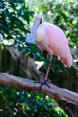 Pembe Kaşık Yağı - Ibis familyasından bir kuş türü.