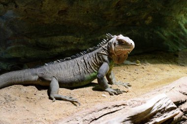 Küçük Antilya iguanası