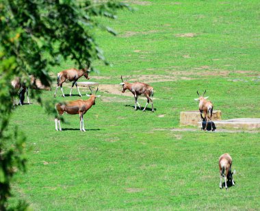 Çayırdaki Afrika antilobu