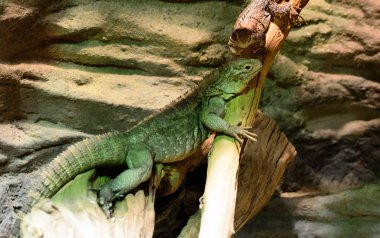Küba zemin iguana