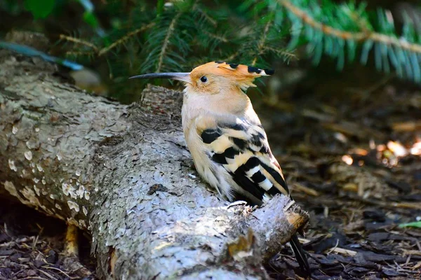 Hoopoe ordinary to the natural environment — Stock Photo, Image