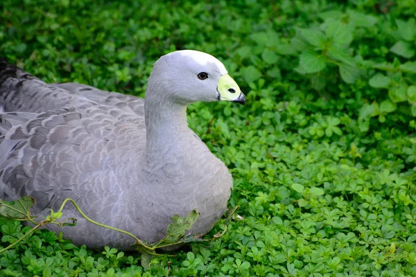 Chicken goose swims in the water — Stock Photo, Image