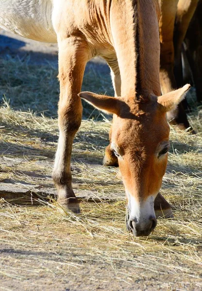Конь Прижевальского на пастбище — стоковое фото