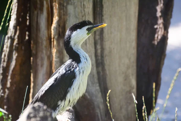 Petit cormoran panaché dans la nature — Photo