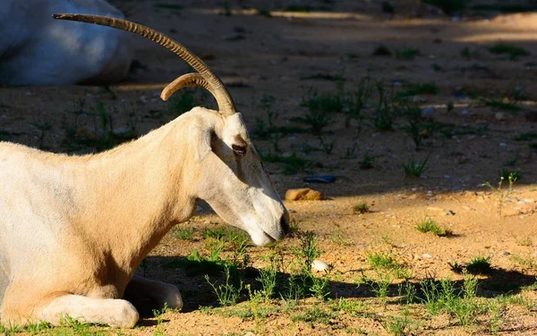 Oryx dammah, широко известный как Scimitar oryx или Sahara oryx . — стоковое фото