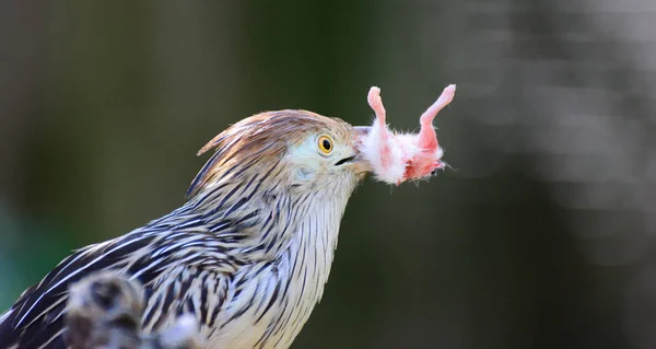 Amerikansk dvärgfalk — Stockfoto