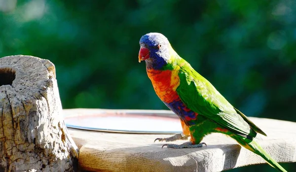 Благородный попугай Eclefus — стоковое фото