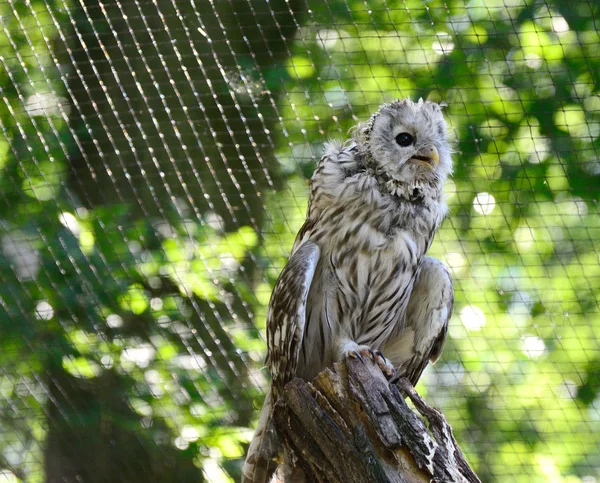 Büyük gri baykuş (strix nebulosa) — Stok fotoğraf