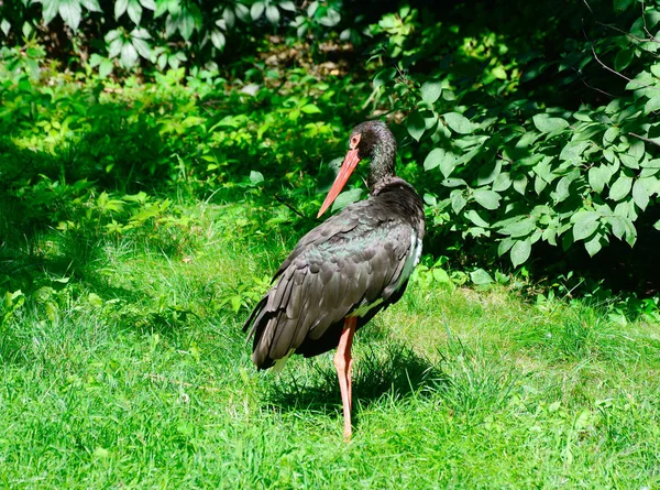 Bocian czarny na tle trawy — Zdjęcie stockowe