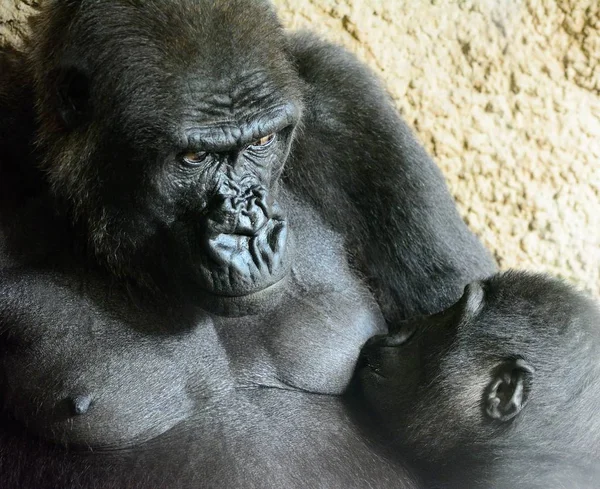 Chimpanzé adulto alimenta o bebê — Fotografia de Stock