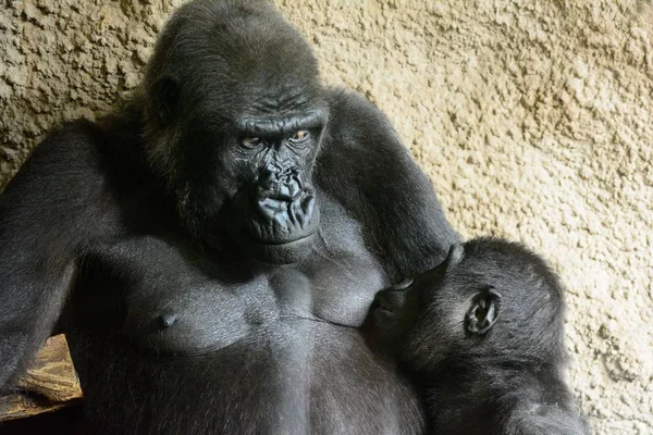 Chimpanzé adulto alimenta o bebê — Fotografia de Stock