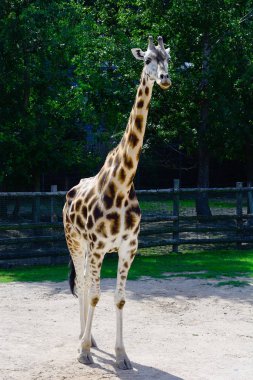 Afrika zhyrafası. Prag hayvanat bahçesinde
