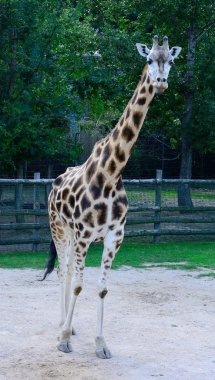 Afrika zhyrafası. Prag hayvanat bahçesinde