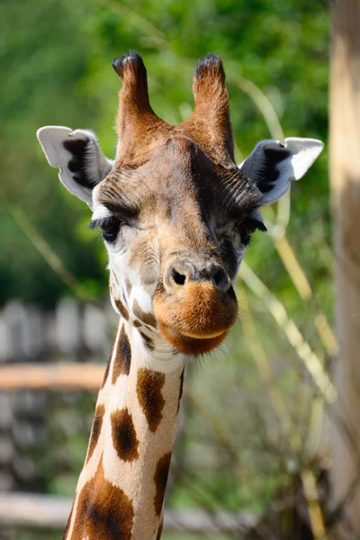 Zhyrafa africana. En el zoológico de Praga — Foto de Stock