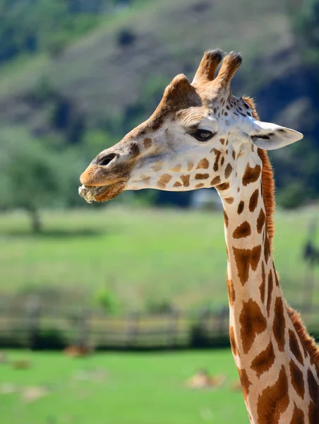 Zhyrafa africana. En el zoológico de Praga — Foto de Stock