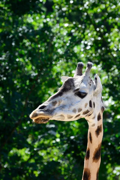 Zhyrafa africana. En el zoológico de Praga — Foto de Stock