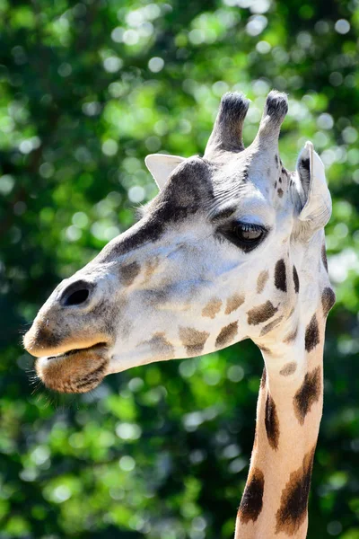 Zhyrafa africana. En el zoológico de Praga — Foto de Stock