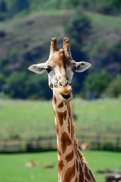 Zhyrafa africana. En el zoológico de Praga — Foto de Stock