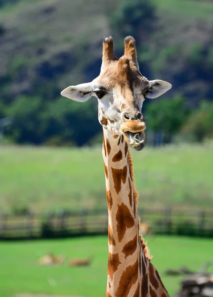 Zhyrafa africana. En el zoológico de Praga — Foto de Stock