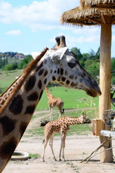 Африканская жирафа. В Пражском зоопарке — стоковое фото