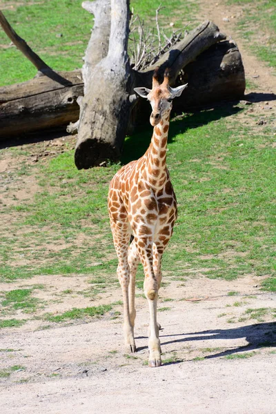 Африканская жирафа. В Пражском зоопарке — стоковое фото