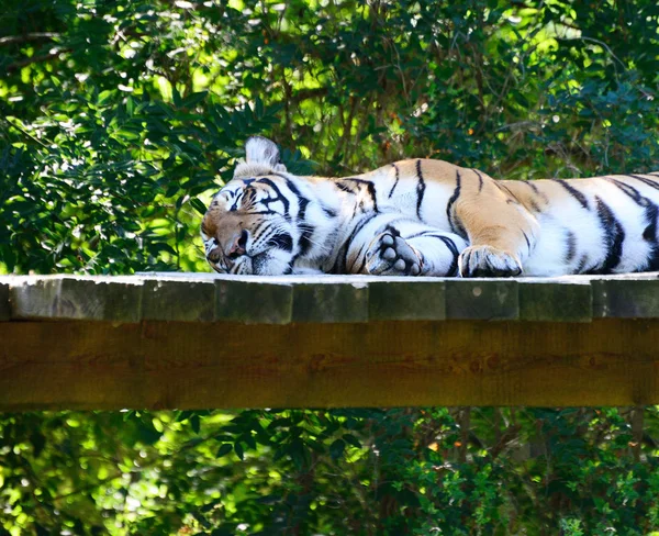 Amur tigre en el zoológico de Praga — Foto de Stock