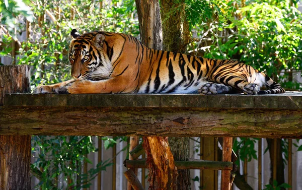 Amur tigre en el zoológico de Praga — Foto de Stock