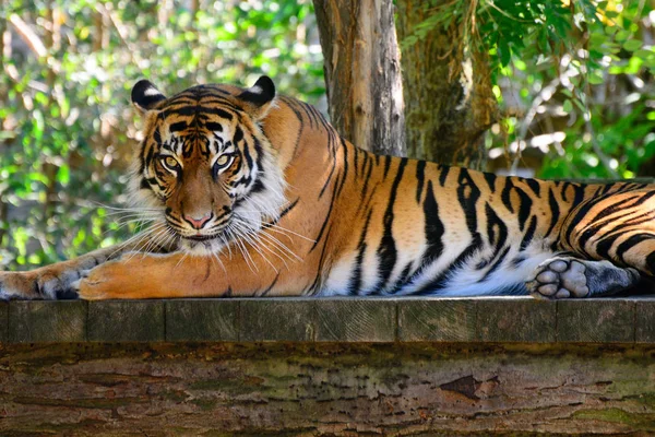 Amur tigre en el zoológico de Praga — Foto de Stock