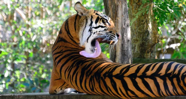 Amur tigre en el zoológico de Praga — Foto de Stock