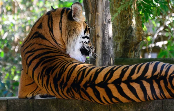 Amur tigre en el zoológico de Praga — Foto de Stock