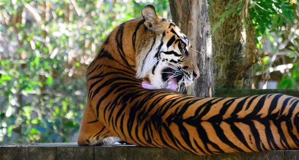 Amur tigre en el zoológico de Praga — Foto de Stock